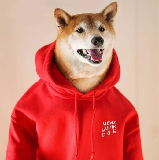  [패션] 월급 1600만원 강아지, Menswear dog (맨즈웨어 독)