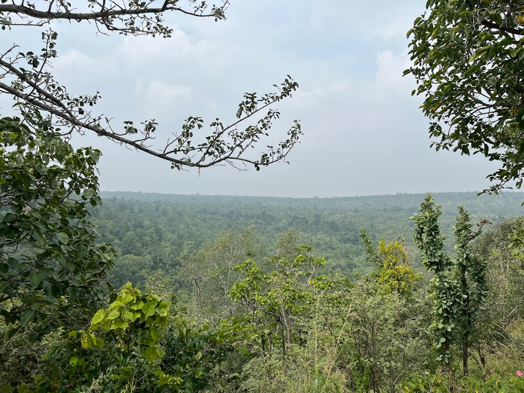 Hwadam Forest