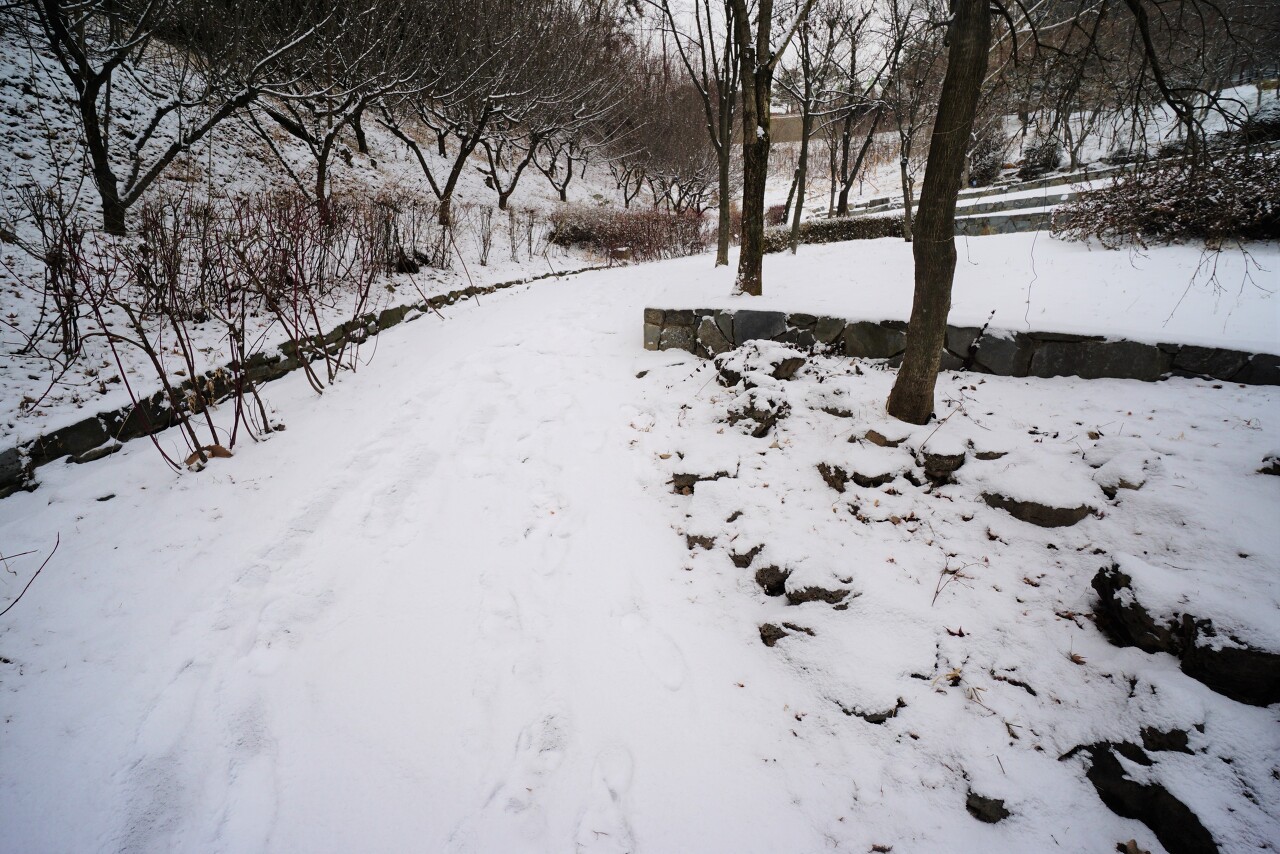 산책길을 뒤덮은 하얀 눈