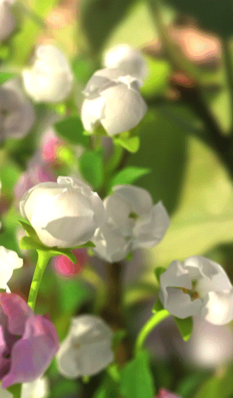 img.gif