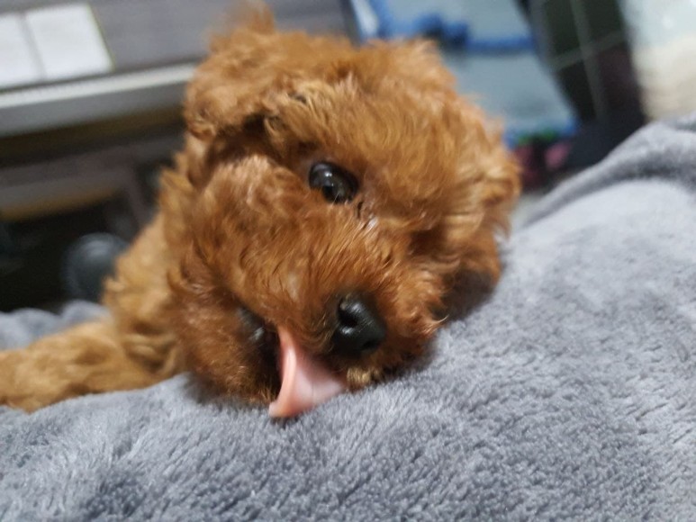 방법과 시기는? 강아지 배변 훈련 3
