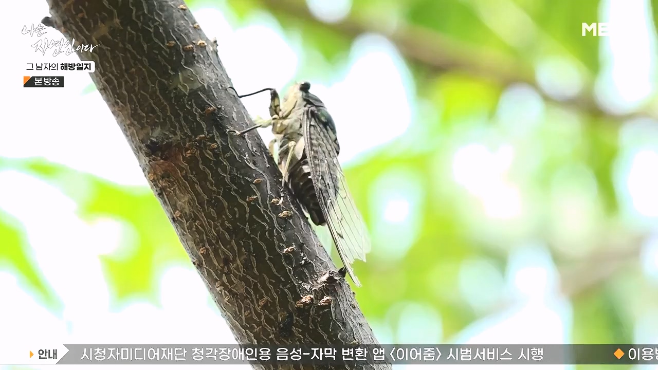 나는 자연인이다.E570.230907p-NEXT.mp4_20230909_163950.447.jpg