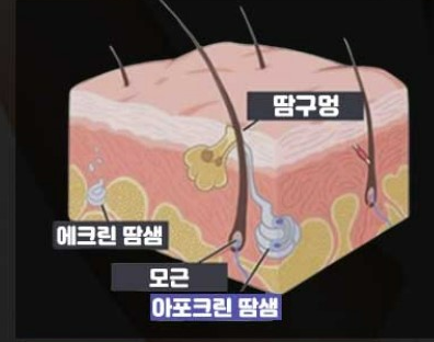 땀샘 그림