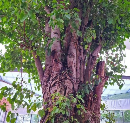 세계꽃식물원 2