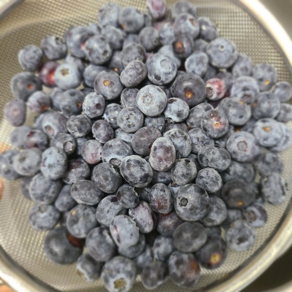  8월 제철과일 - 블루베리 잼 보다 맛있는 블루베리 콩포트