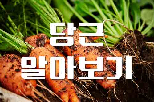 당근, 자기 주장 강한 당근 정보 알아보기