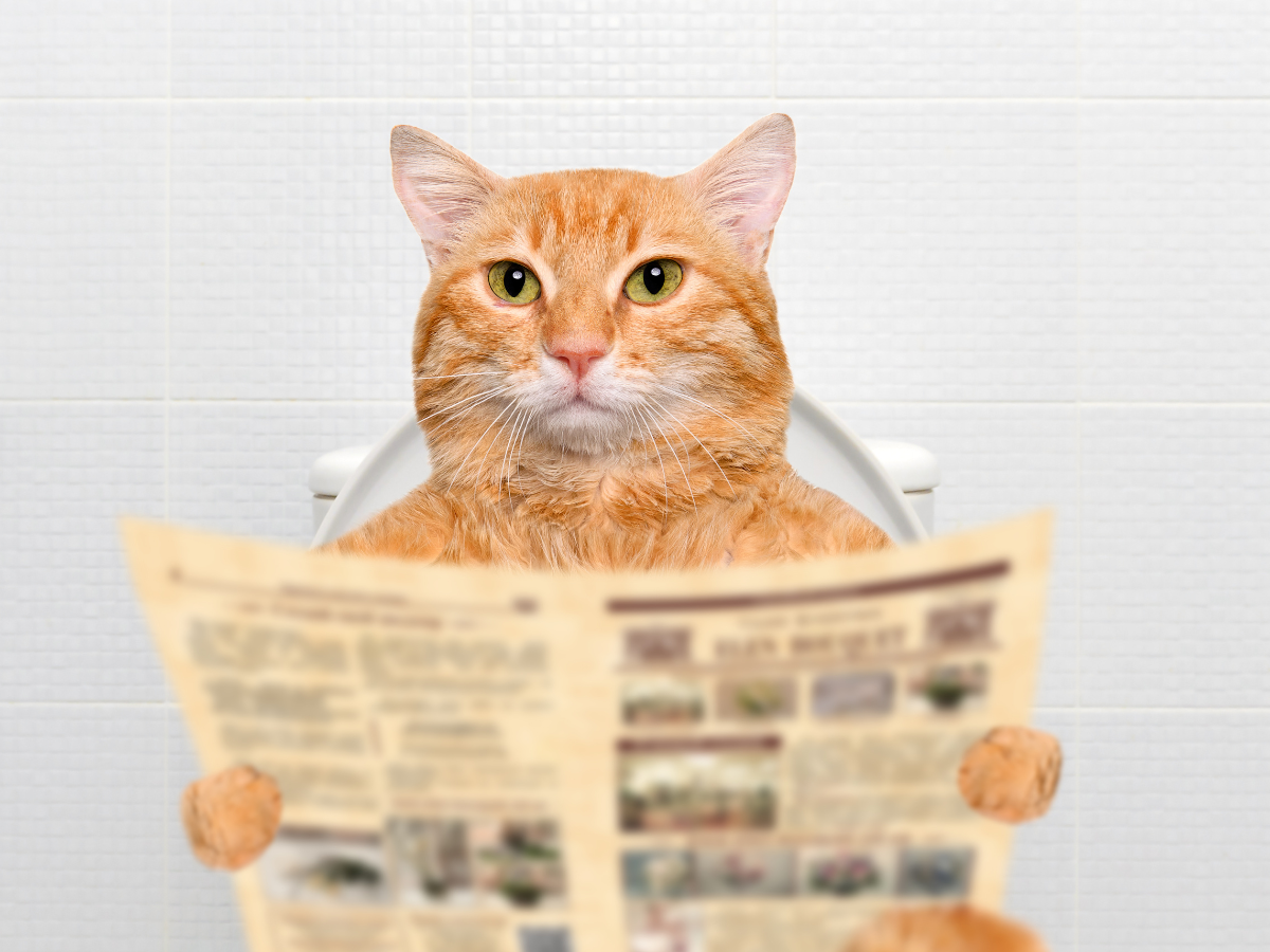 화장실에서 신문 보는 고양이