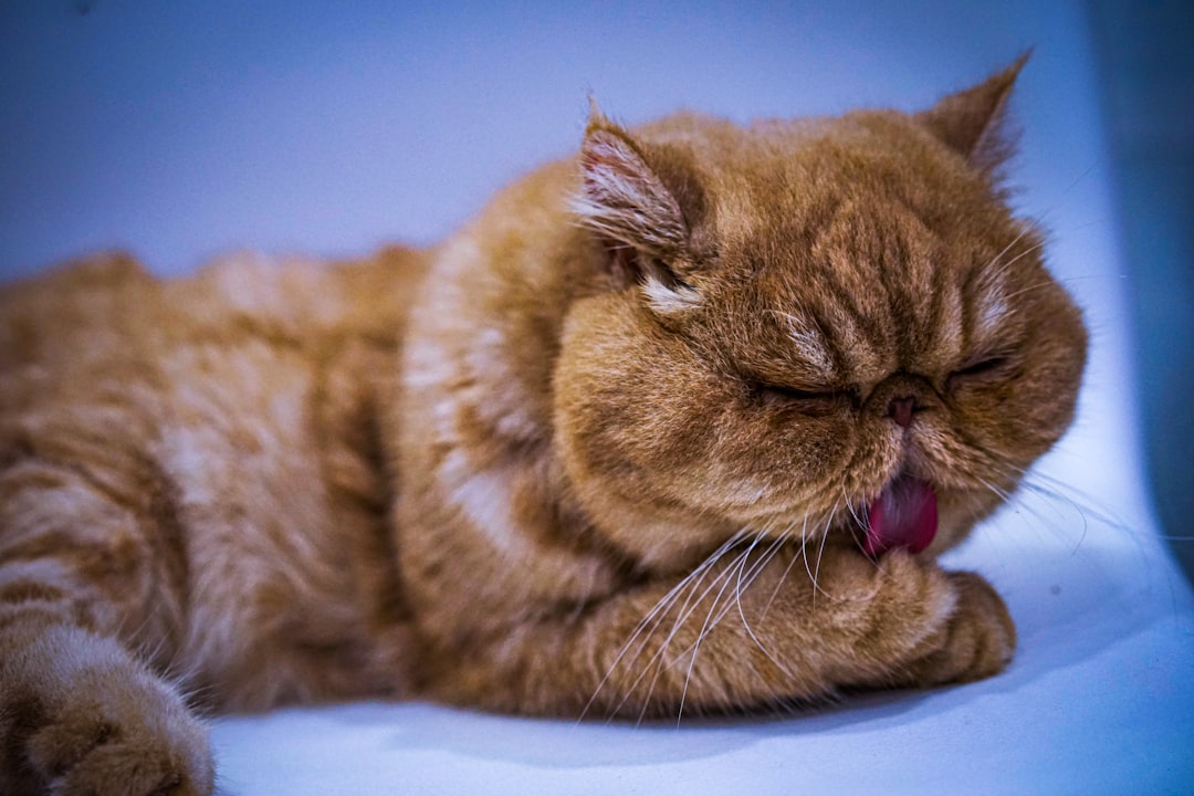 Hangover