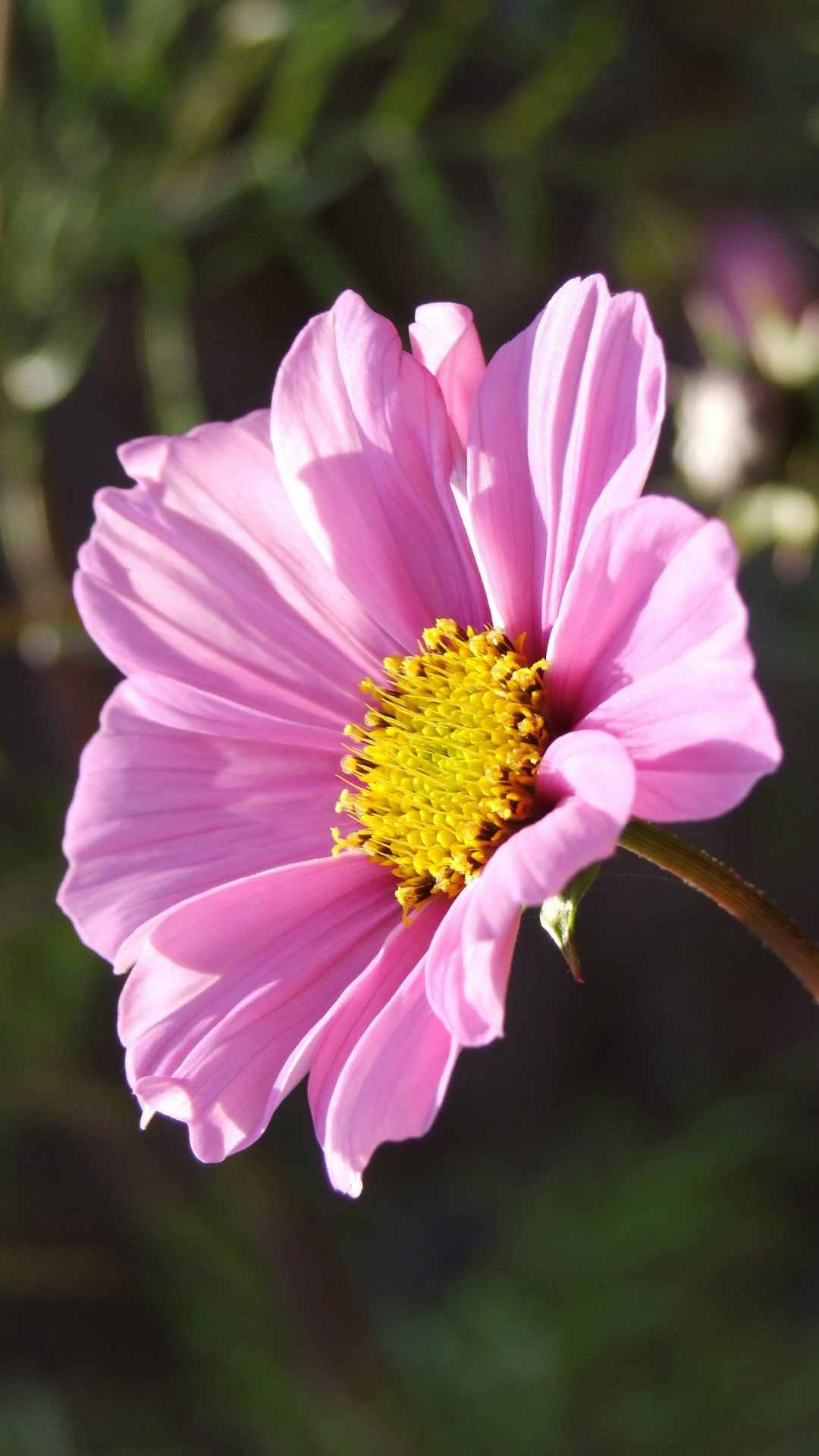 Cosmos Flower iPhone Wallpaper