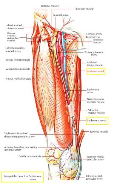 허벅지의 해부학 그림으로 복재신경과 슬개하 복재신경분지를 나타내고 있고 내전근관도 잘 표시되어 있는 그림