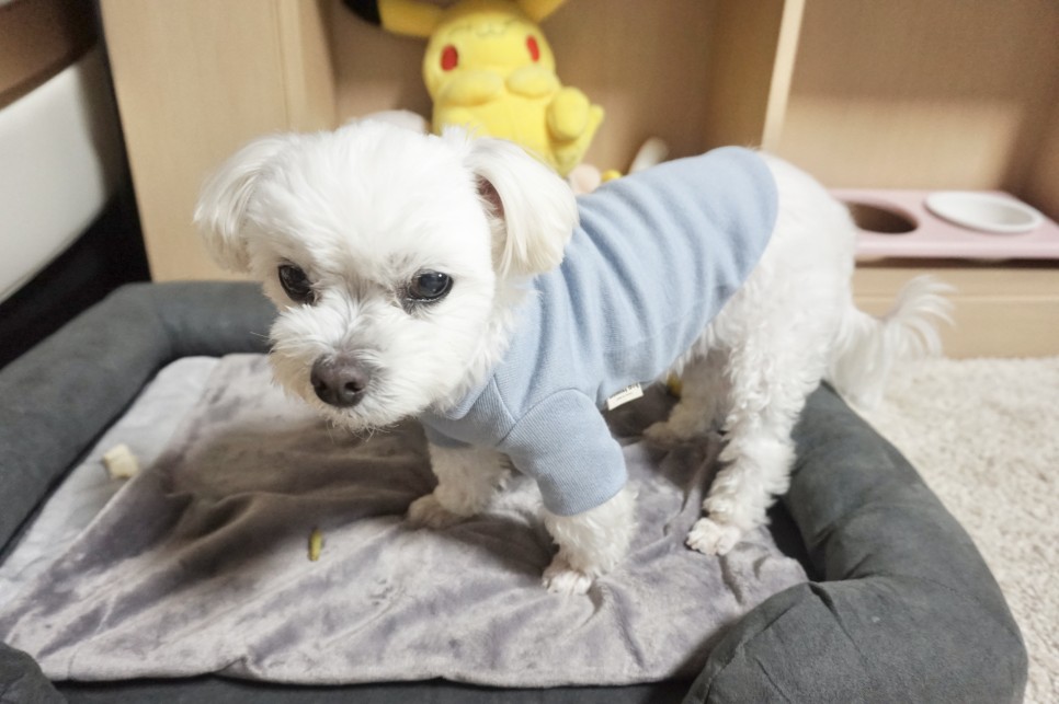 옷 쇼핑몰 강아지옷 쇼핑몰예쁜 10