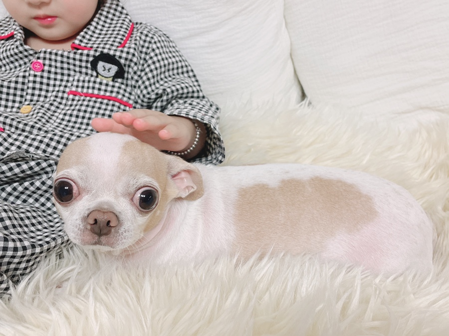 단모 성격 털빠짐 주의점 2