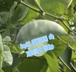 초록-제비콩-효능