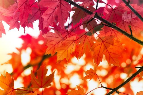 주황색 빨간색으로 물들어가는 나뭇잎