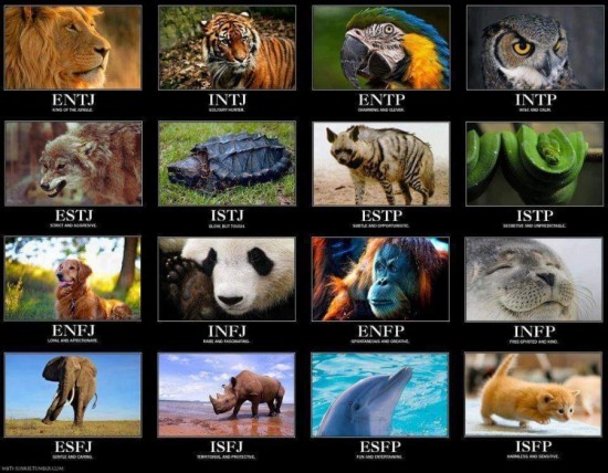  MBTI 성격유형을 동물에 비유한다면?