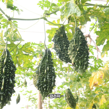 여주 효능