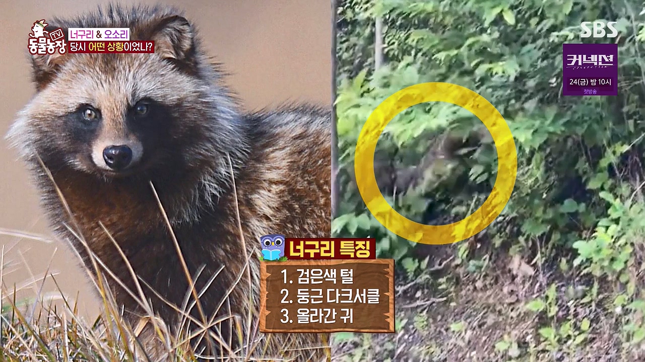 TV 동물농장.E1172.240520p-NEXT.mp4_20240519_163601.984.jpg