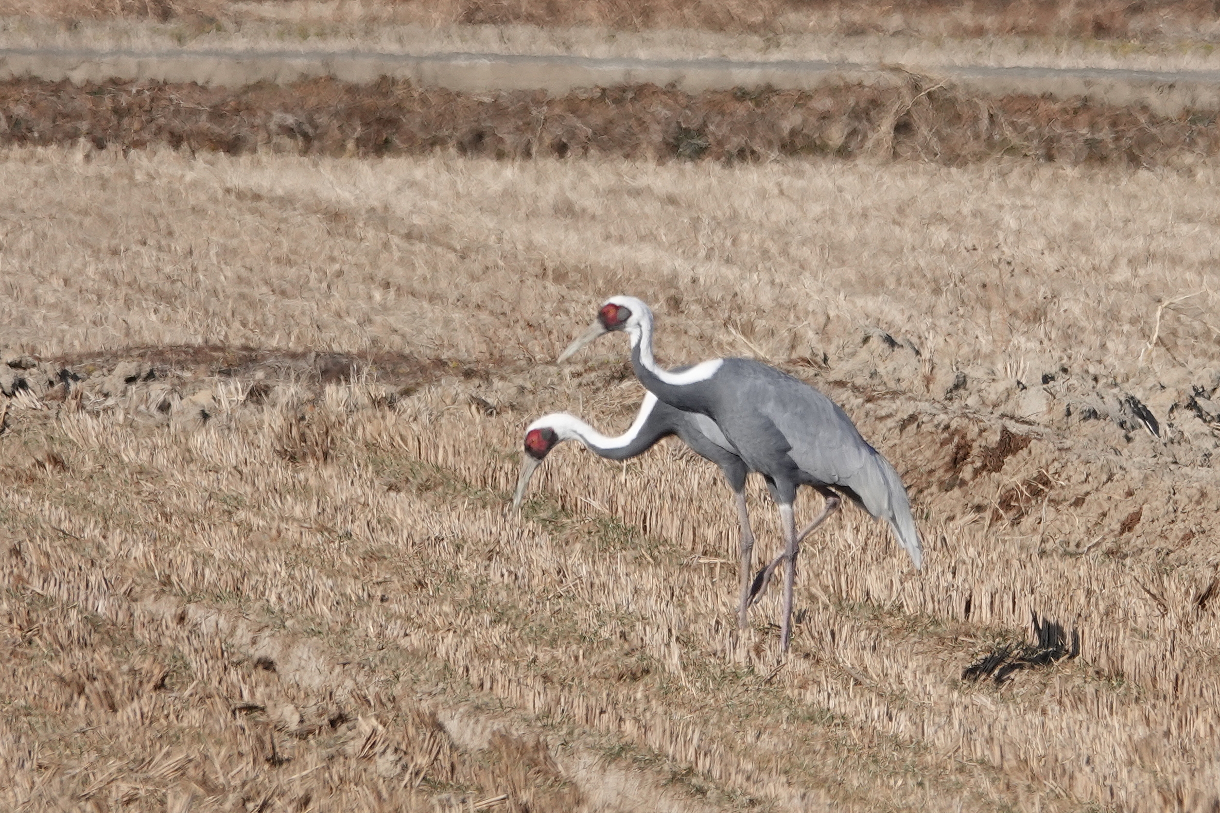  주남저수지 탐조 일기 재두루미(White-naped Crane), 잿빛개구리매(Nothern Harrier), 큰기러기(Bean Goose), 쇠기러기(Greater White-fronted Goose) 등