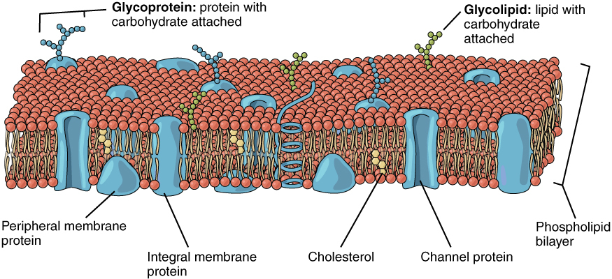 세포막 단백질