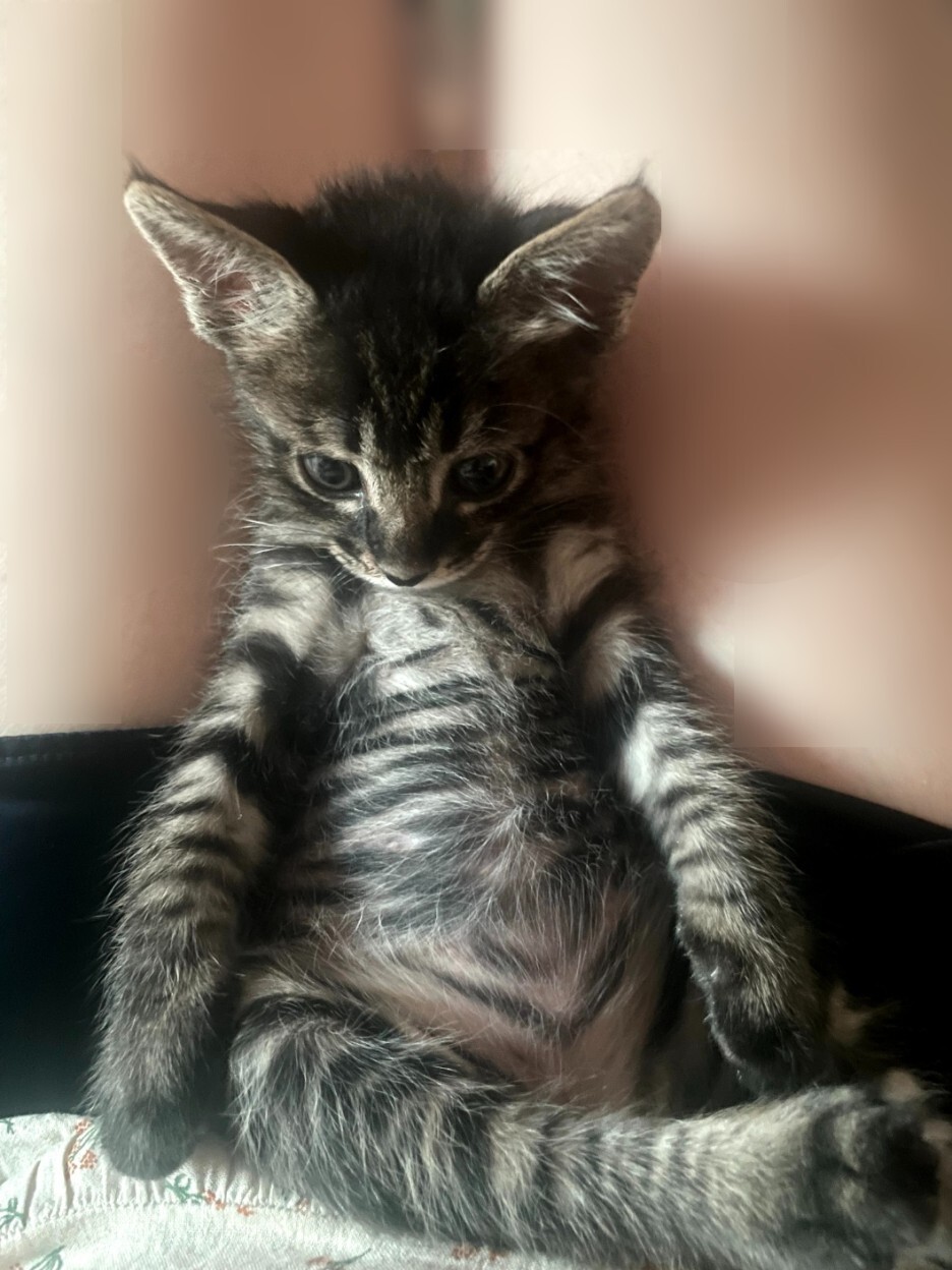 너무 귀여운 아기 고양이의 1