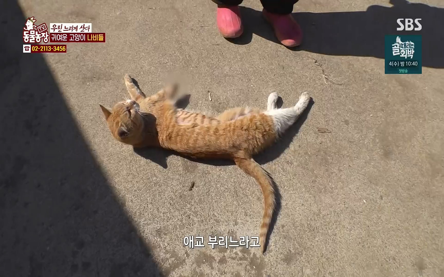 TV 동물농장.E1067.220501p.H264-F1RST.mp4_20220501_185016.041.jpg