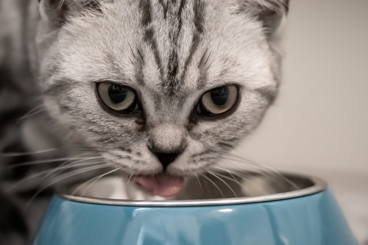 고양이 쌀밥 고양이 먹으면 안되는 음식 02.jpg