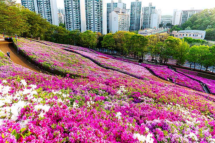 군포-철쭉-축제-풍경