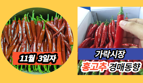  [경매사 일일보고] 11월 3일자 가락시장 홍고추 경매동향을 살펴보겠습니다!