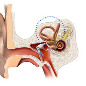 귀 내부 구조와 이석증 위치
