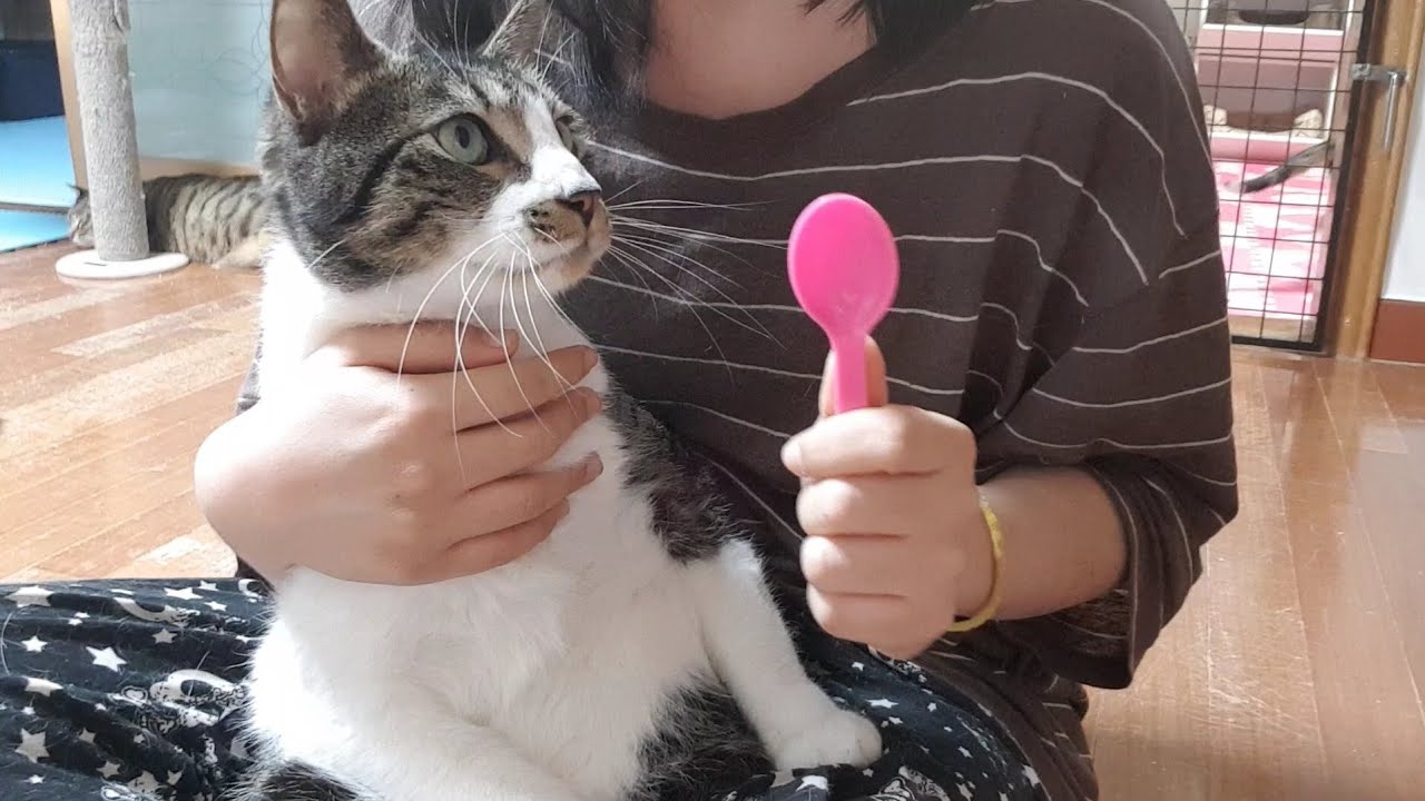 고양이 알약 먹이기 스킬