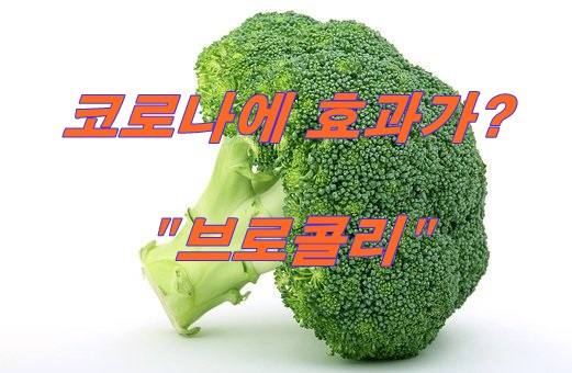  브로콜리 효능 보관법 - 코로나에 좋은 음식? 연구 진행중
