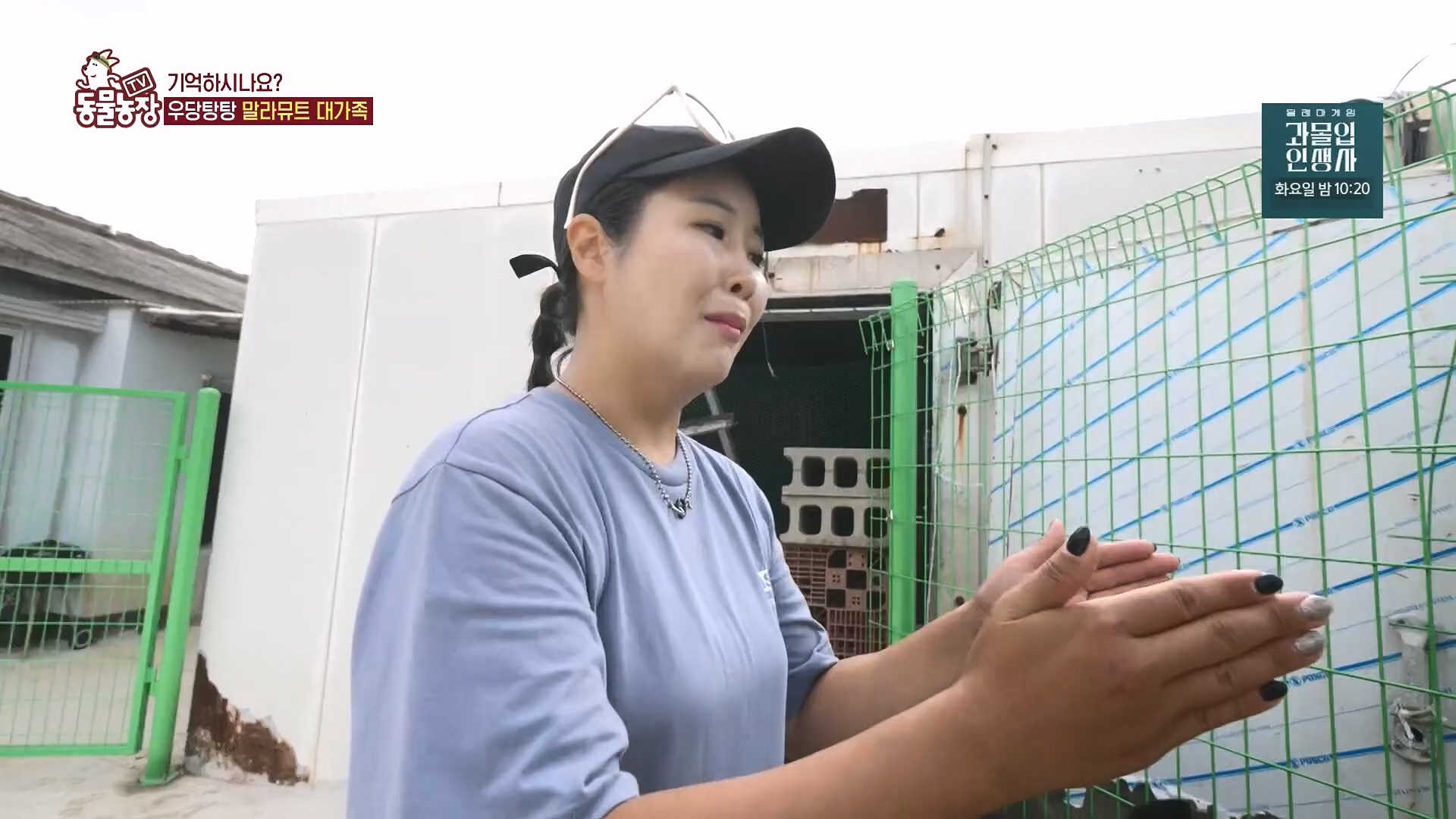 TV 동물농장.E1136.230903p.H264-F1RST.mp4_20230903_180334.010.jpg
