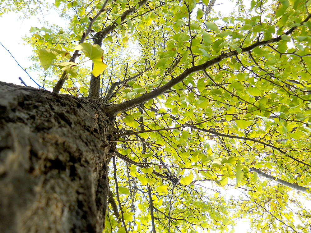 홍제동 고은산(goeunsan) 은행나무(ginkgo, 銀杏)