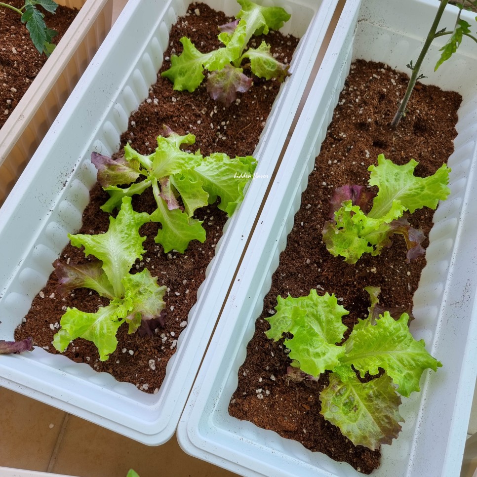 한 달 동안 집에서 양상추를 기른다. 상추 수확하기, 상추 따기, 미소 기르기, 그리고 왜 쓴 맛인지 16