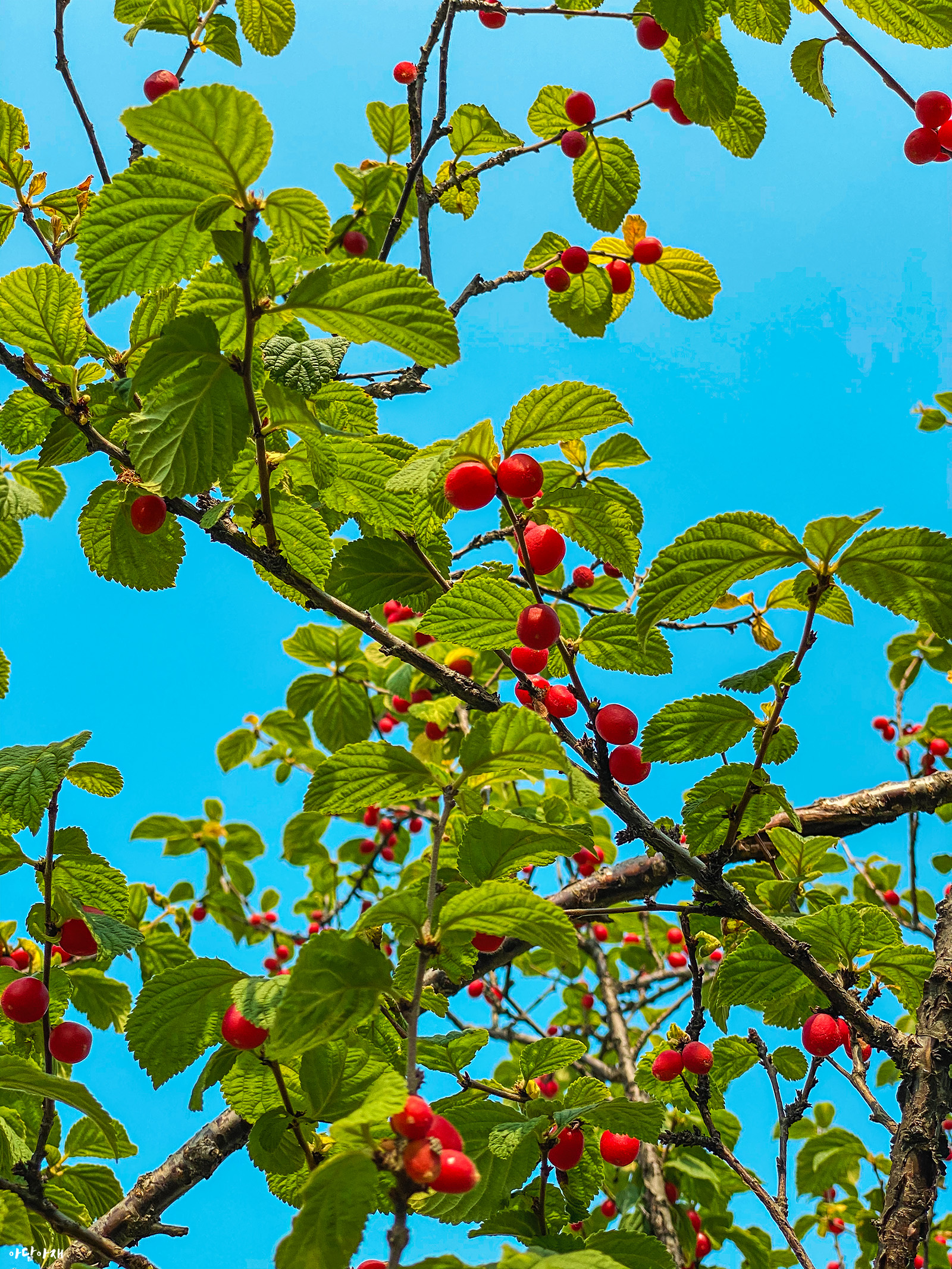  앵도나무 / Prunus tomentosa