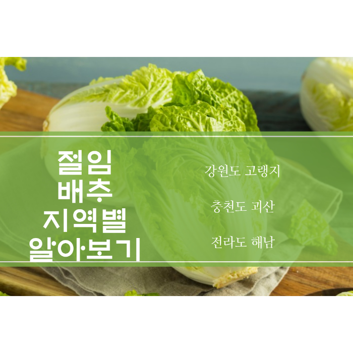  김장철 절임배추 지역별 배추알아보기,구입하는곳,김장시기