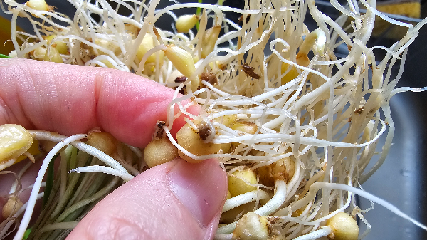 달래 손질 과 세척을 합니다.