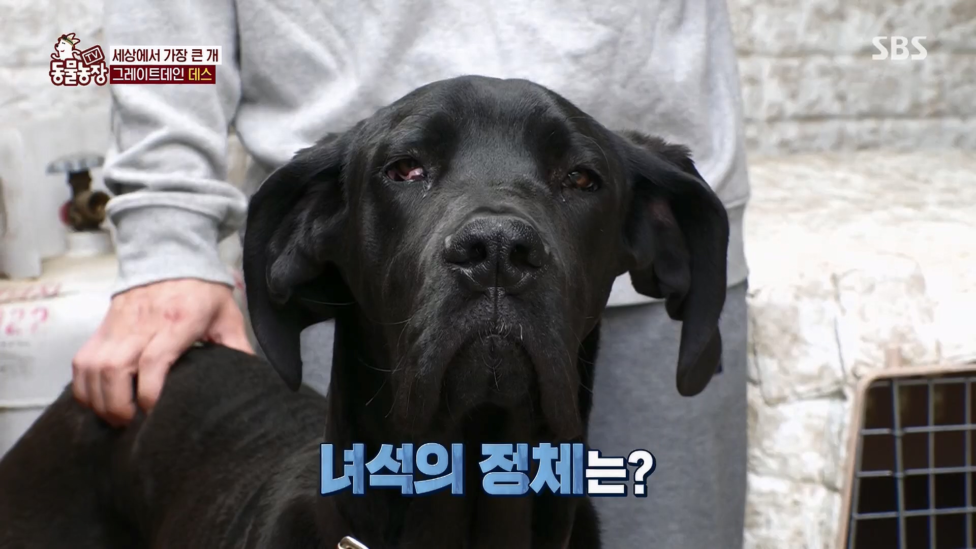 TV 동물농장.E1120.230514p.H264-F1RST.mp4_20230515_203538.618.jpg