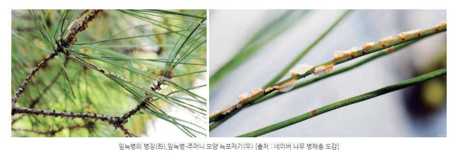  소나무(류) 잎녹병