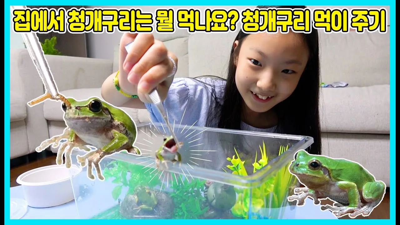 개구리 가격 키우기 분양 수명 먹이 성격 종류_7