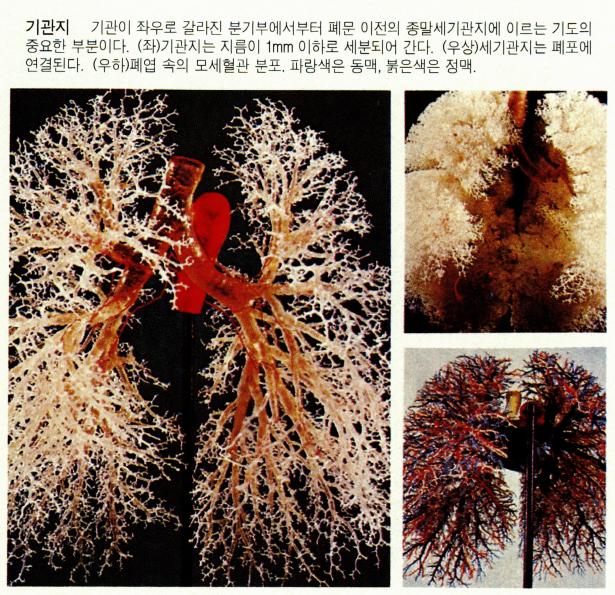  기관지에 좋은 음식 5가지