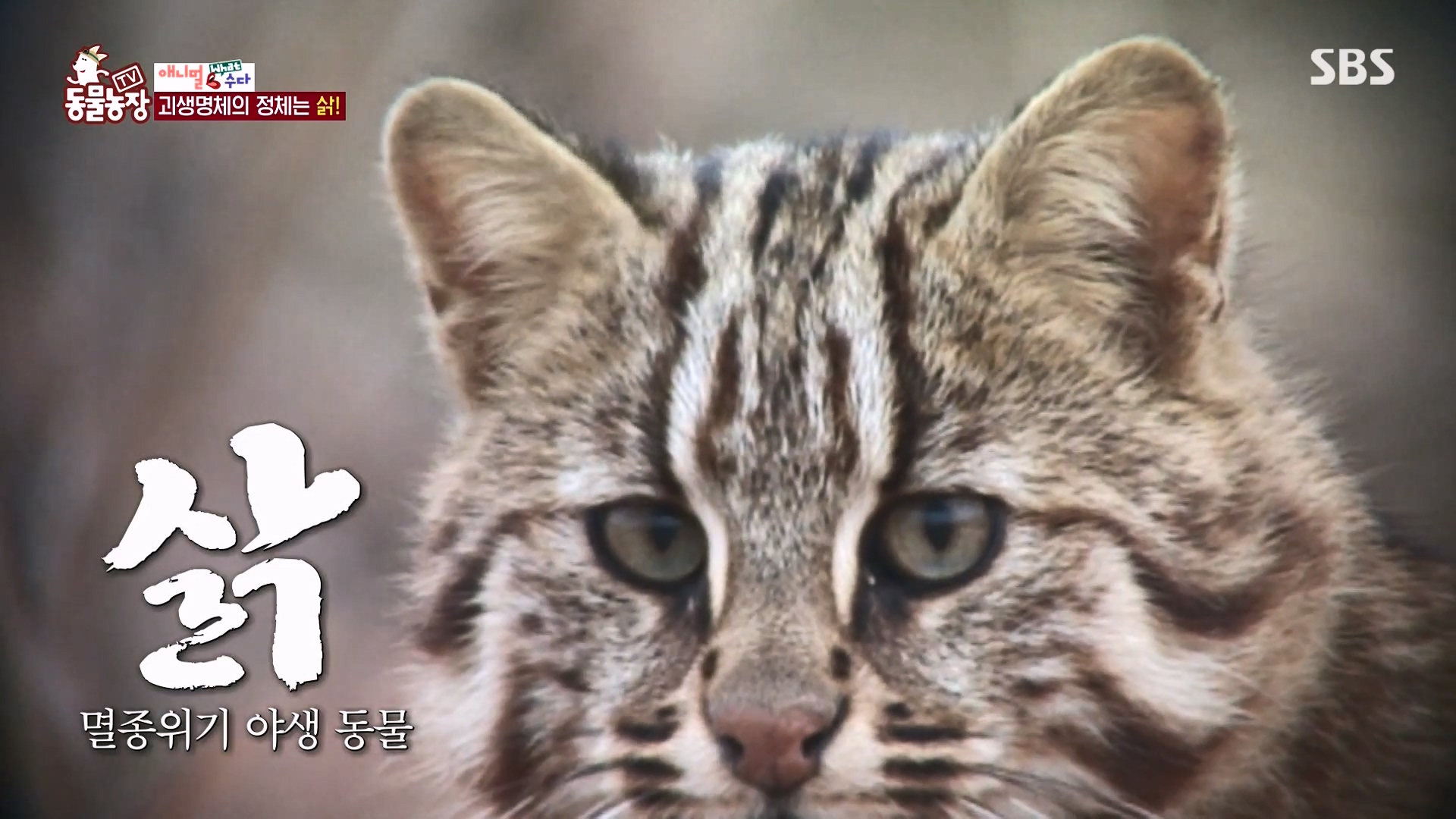 TV 동물농장.E1164.240324p-NEXT.mp4_20240324_170442.584.jpg