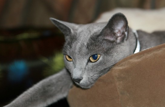 러시안블루 고양이 성격, 특징, 유전병에 대해 알아보기