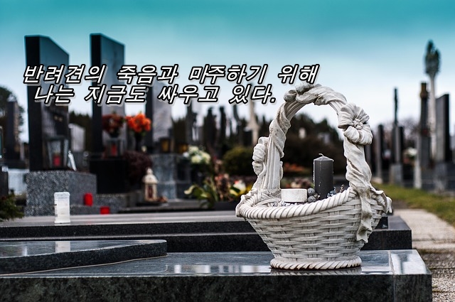  반려견의 죽음과 마주하기 위해 나는 지금도 싸우고 있다.