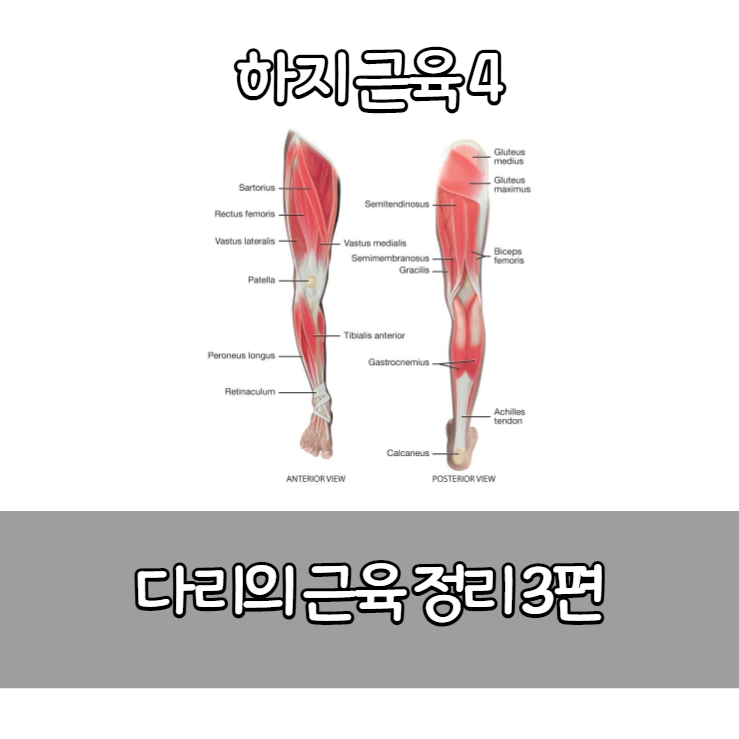 [해부학] 다리 근육들의 해부학 3편(긴모음근,짧은모음근,큰모음근,반힘줄모양근,반막모양근,넙다리두갈래근)