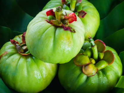  가르시니아(Garcinia) 체중 감소의 비밀을 파헤치다!