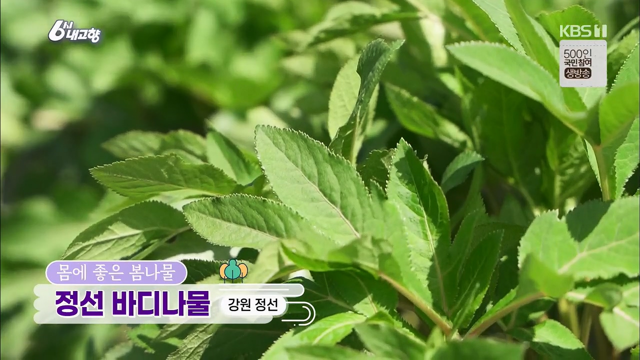 6시 내고향.E7779.230503p.H264-F1RST.mp4_20230505_175747.572.jpg