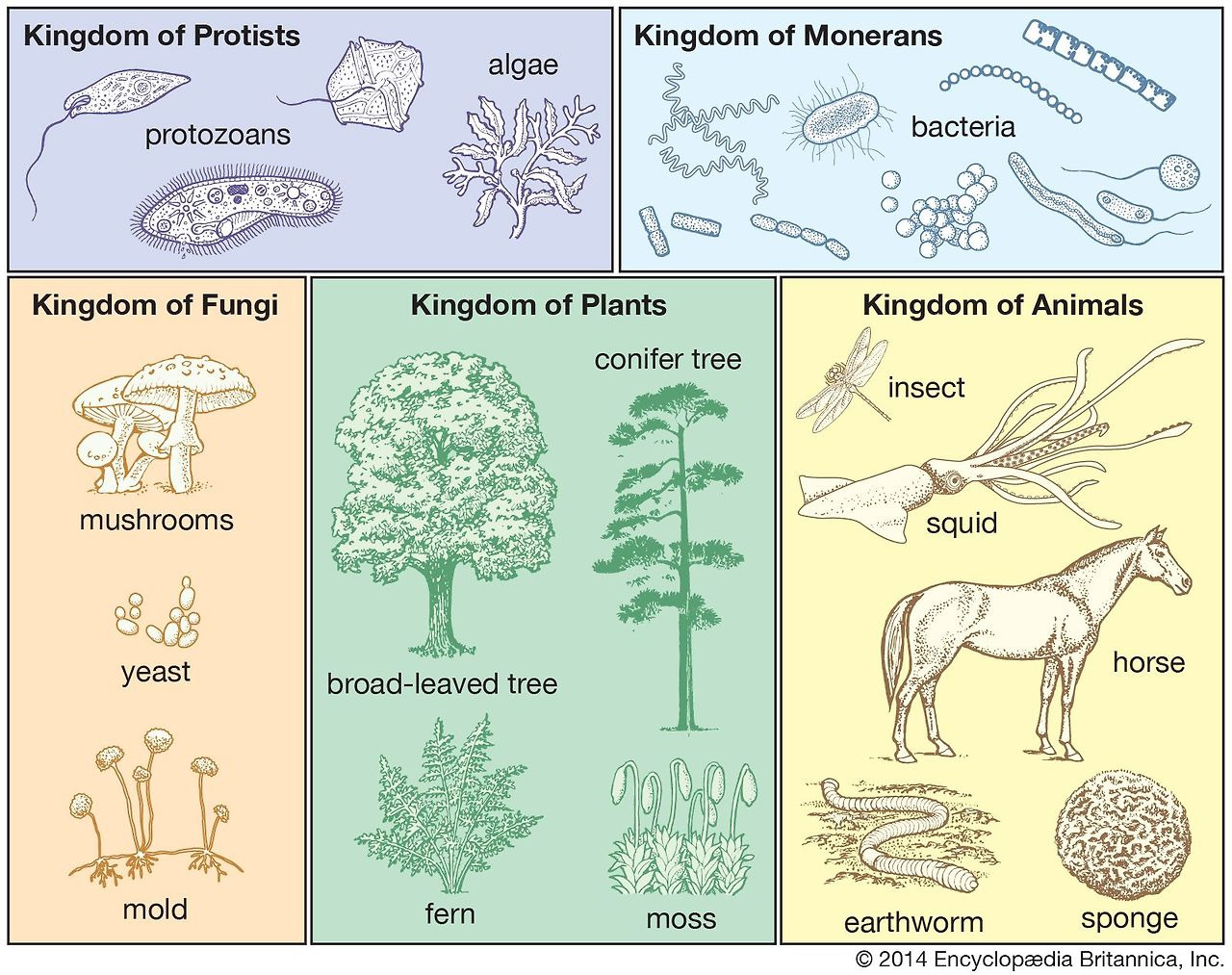 종속과목강문계 생물 분류 체계의 이해와 진화