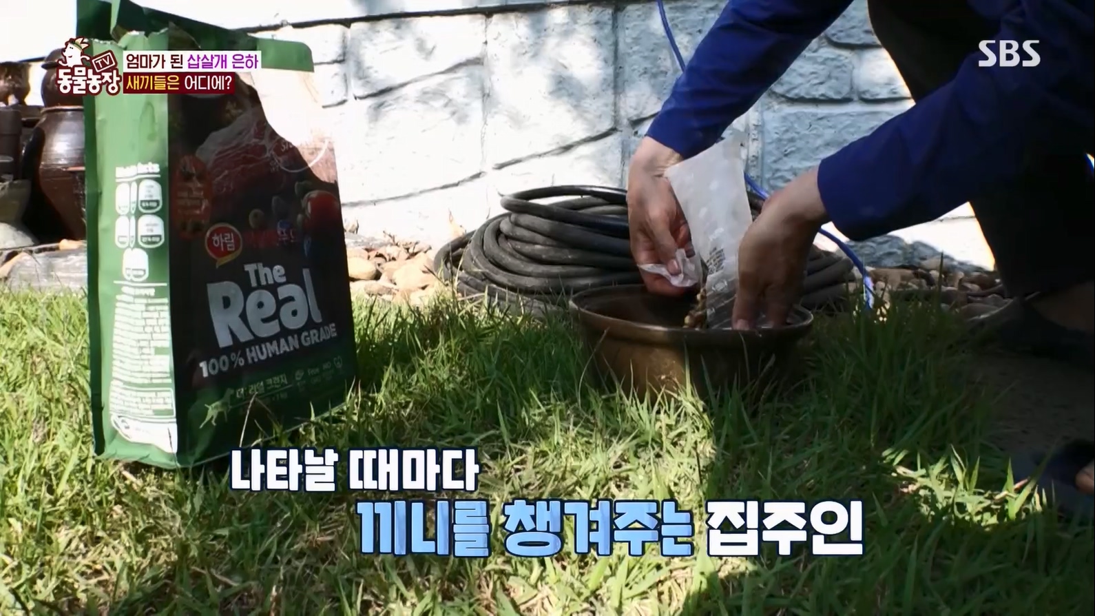 TV 동물농장.E1127.230702p.H264-F1RST.mp4_20230704_212710.150.jpg