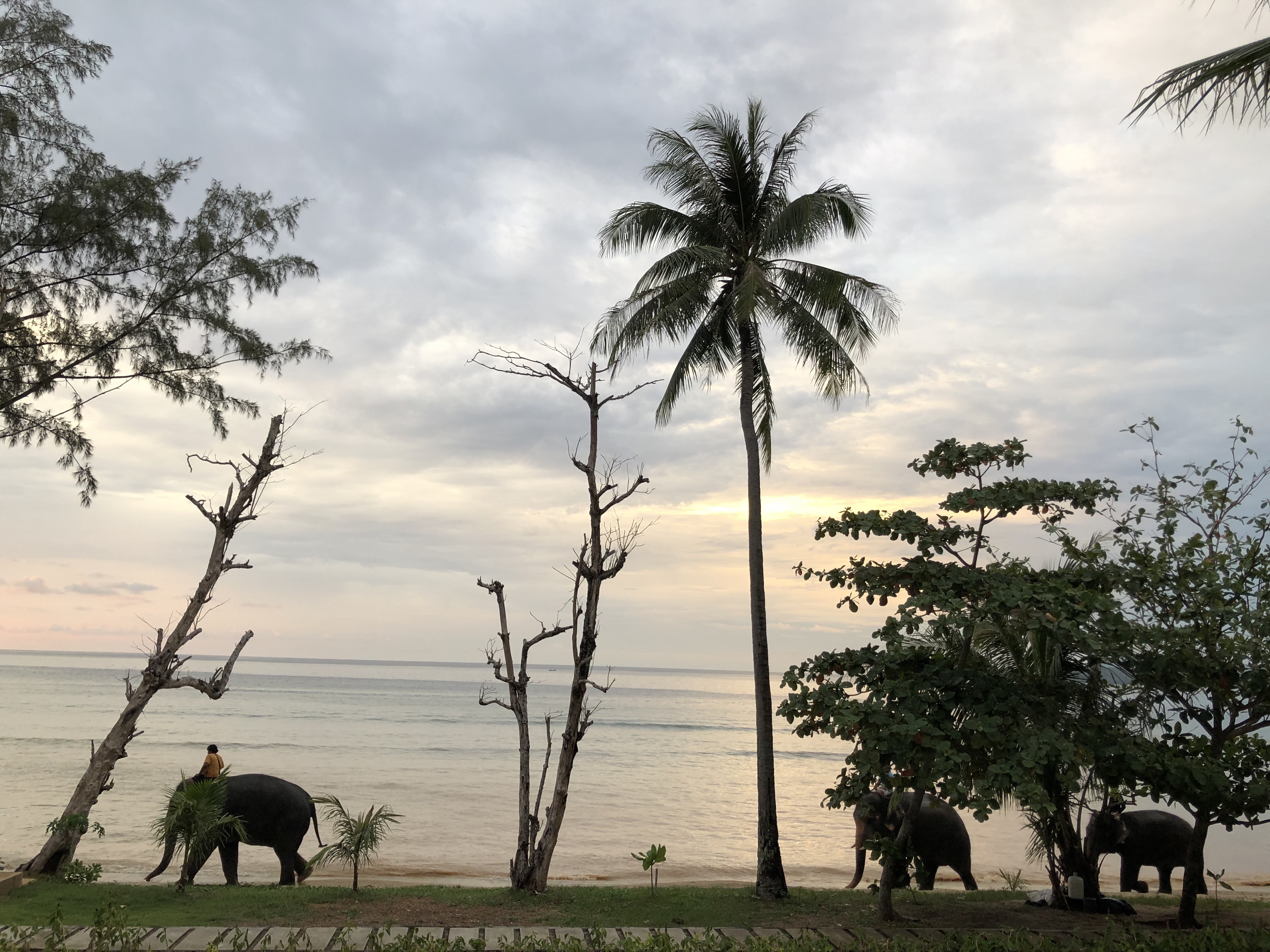 태국 여행 중 바다와 코끼리 풍경